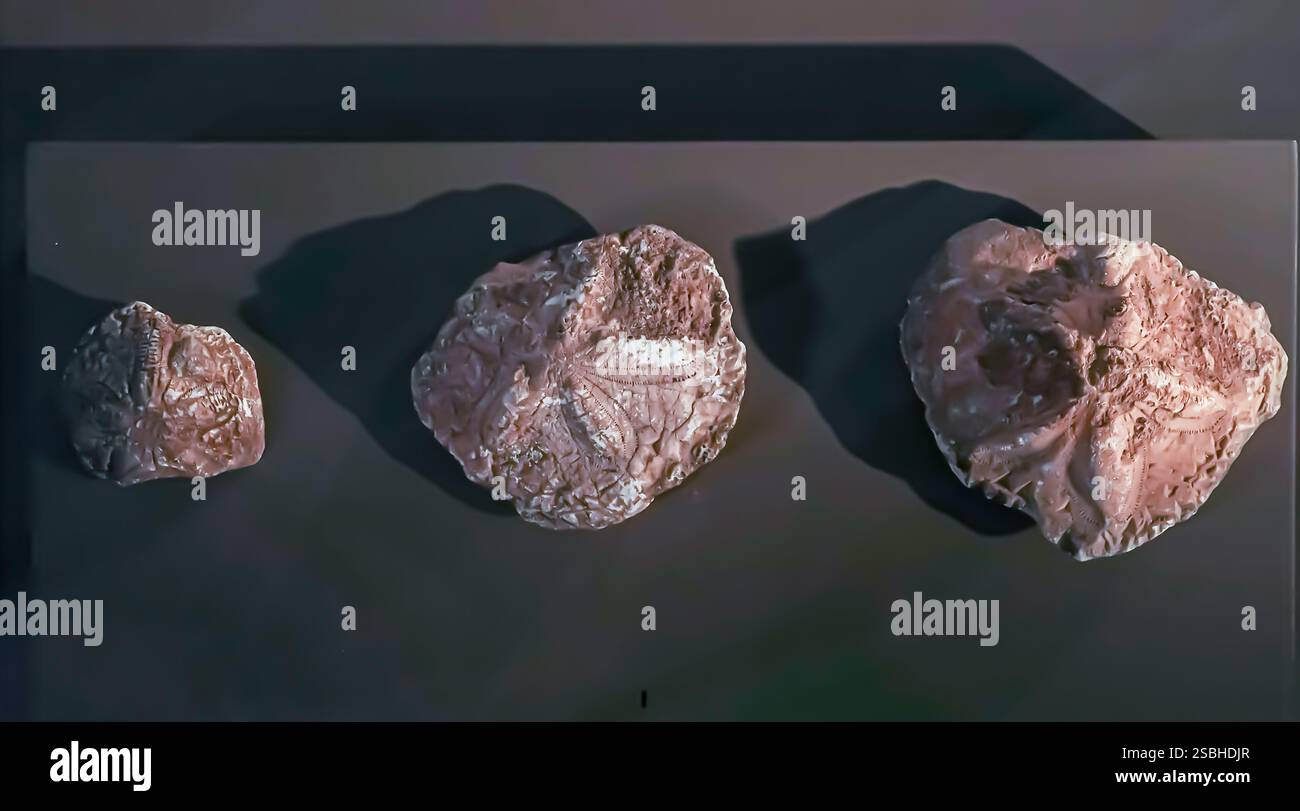 Clypeaster and Scutelle fossils inside Echinoidea class, Kocakoy,  (55-23 BP million years) Diyarbakır Turkey Turkiye Stock Photo