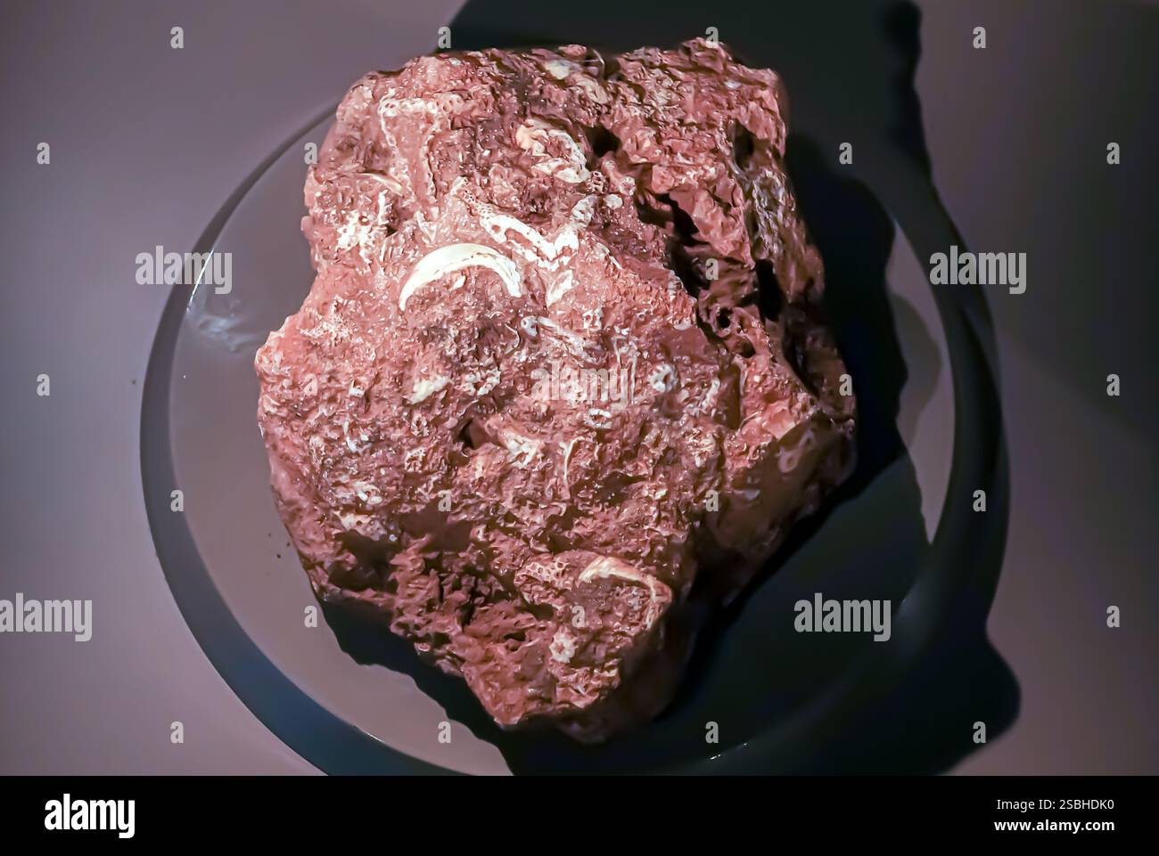 Bryozoa fossils, Kocakoy, Eocene-Miocene (55-23 BP million years) Diyarbakır Turkey Turkiye Stock Photo