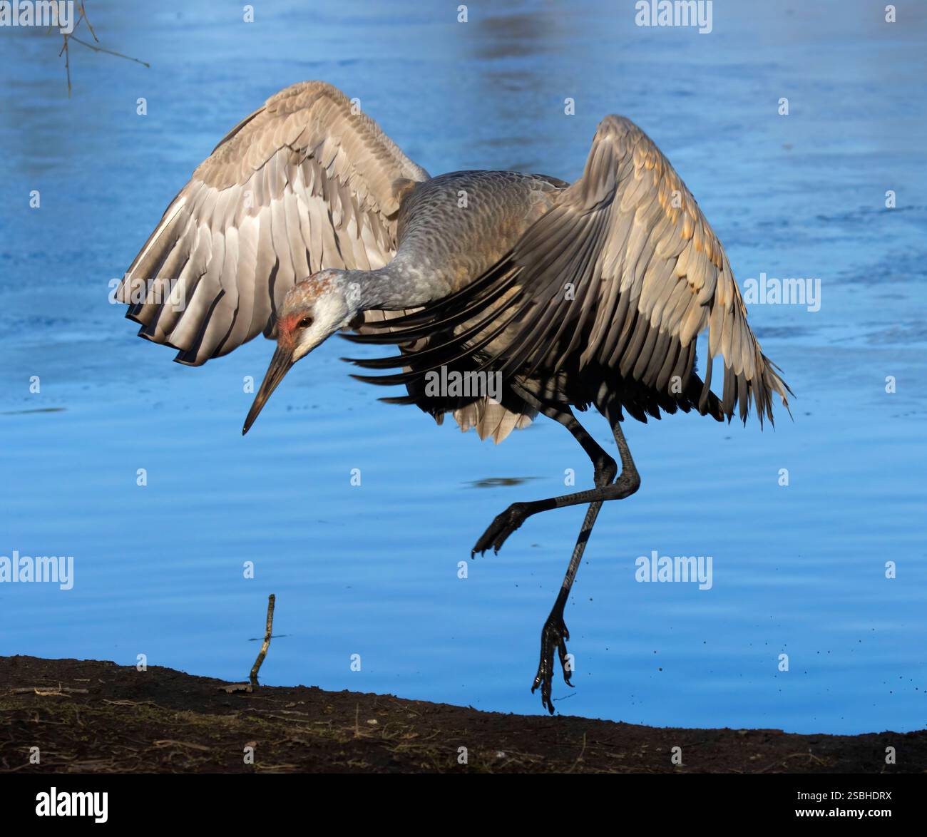 Sandhill crane (Grus canadensis), George C Reifel Migratory Bird ...