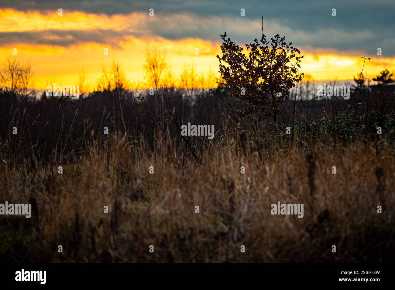 Gold golden hour hi-res stock photography and images - Alamy