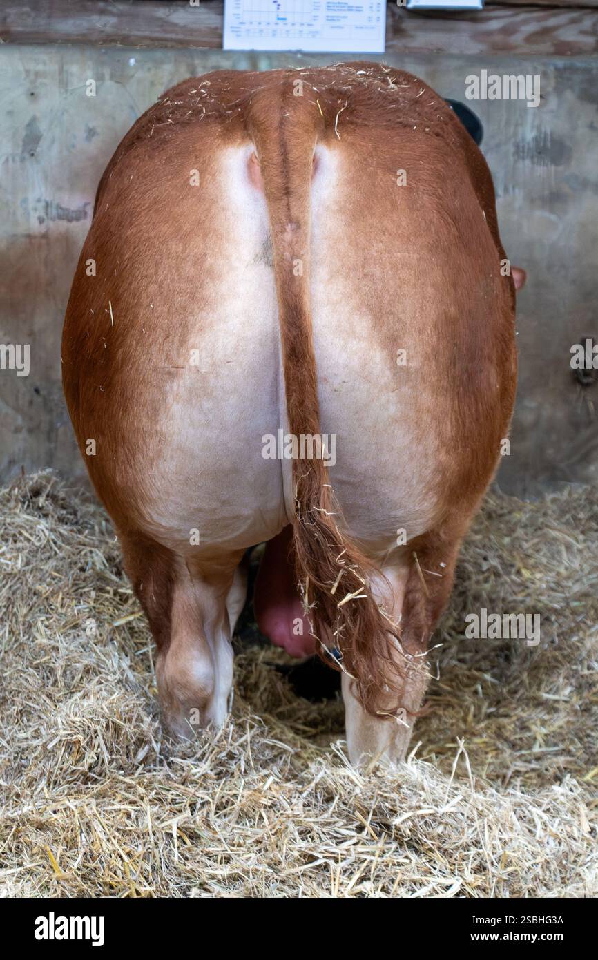 The Great Yorkshire Show, England - Rear view of Double muscled beef ...