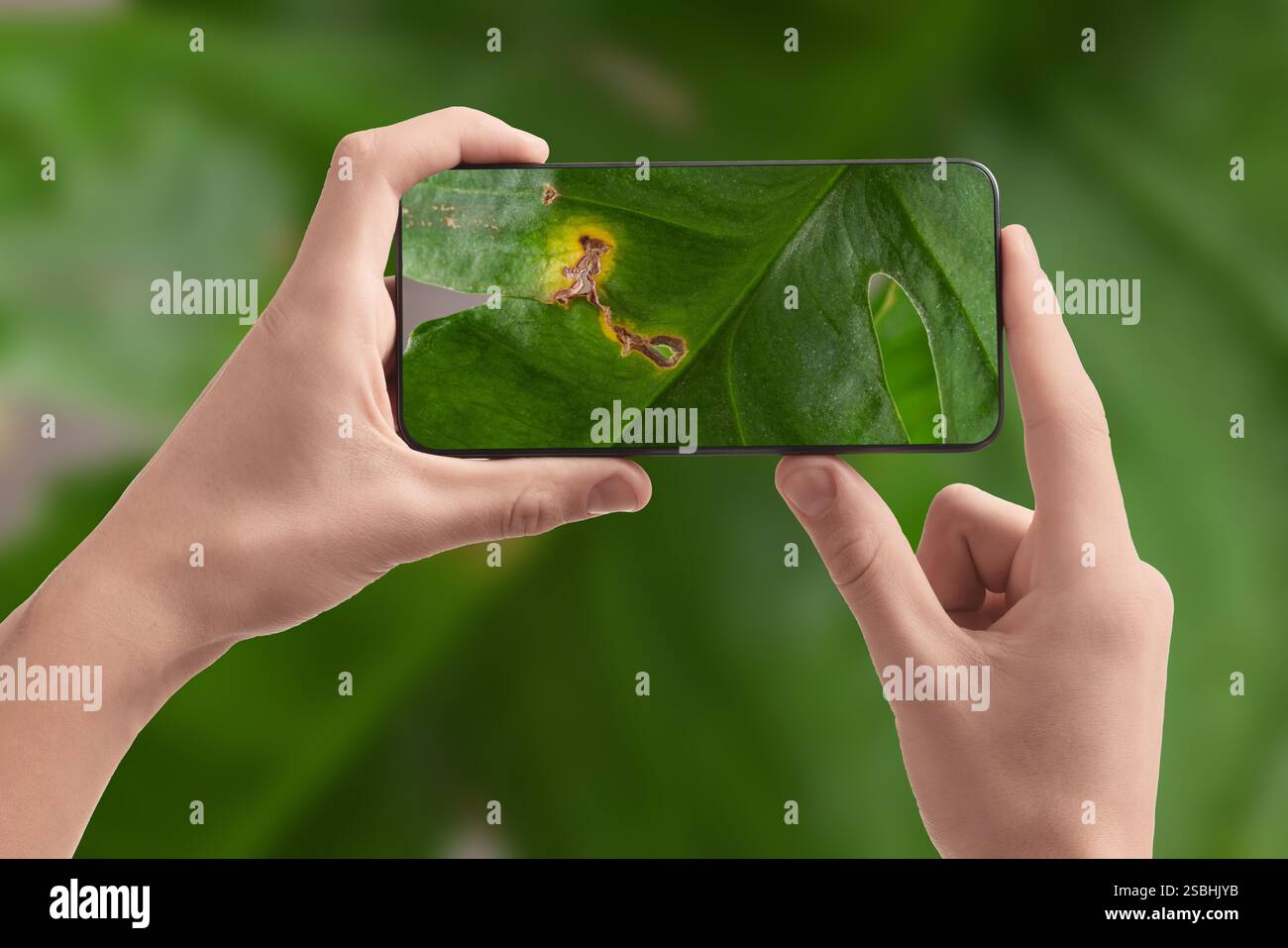 Man using mobile phone to recognize disease of house plant, closeup. Finder app Stock Photo