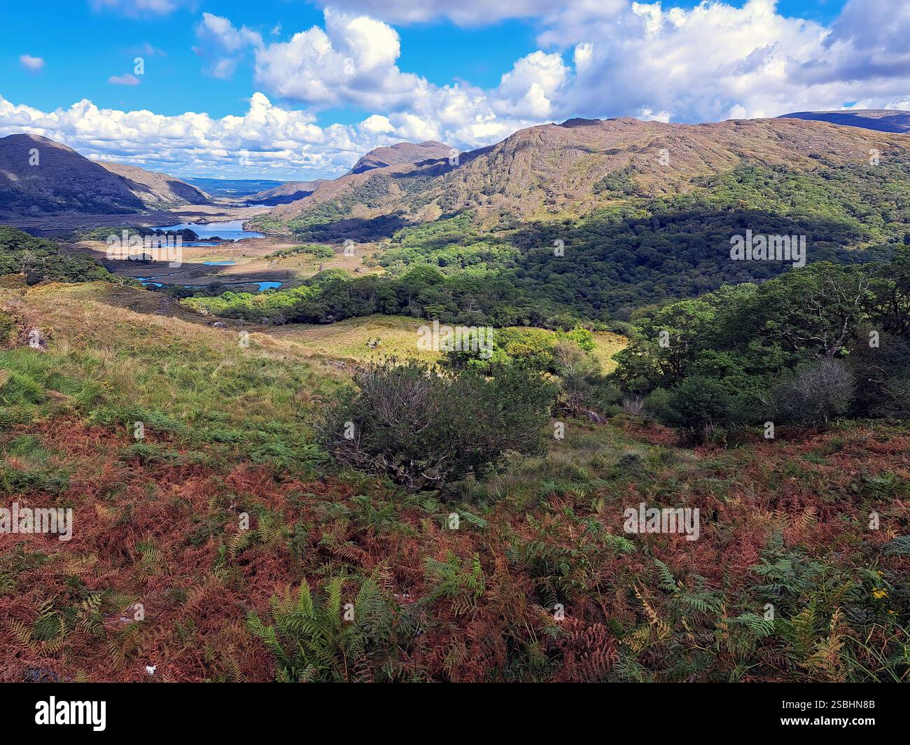Ladies View, a breathtaking panorama over the finest jewels of Killarney. Look out at Black Valley, the Upper and Middle Lakes, the Gap of Dunloe and - Smartphone Captured Stock Image