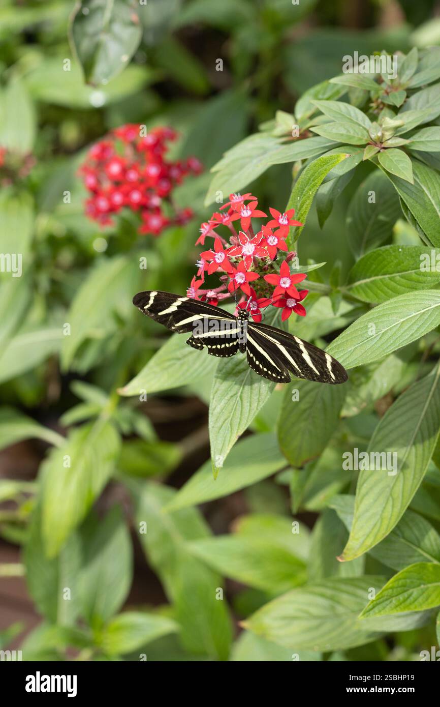 Zebra longwing butterfly on a flower. Stock Photo