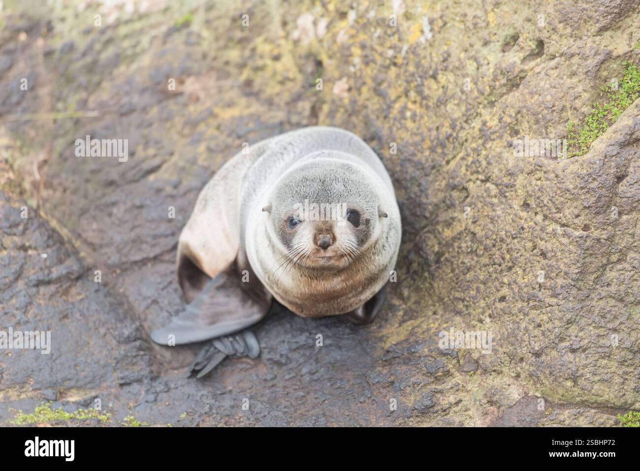 New Zealand Fur Seal pup (Arctocephalus forsteri), Otago Peninsula, Otago, South Island, New Zealand, Stock Photo