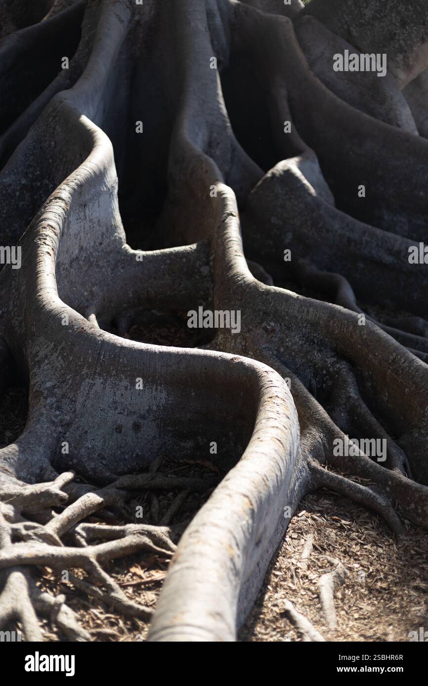 Roots of a very large banyan tree Stock Photo - Alamy