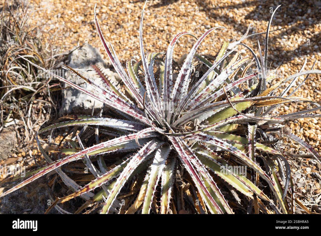 Hechtia plant hi-res stock photography and images - Alamy