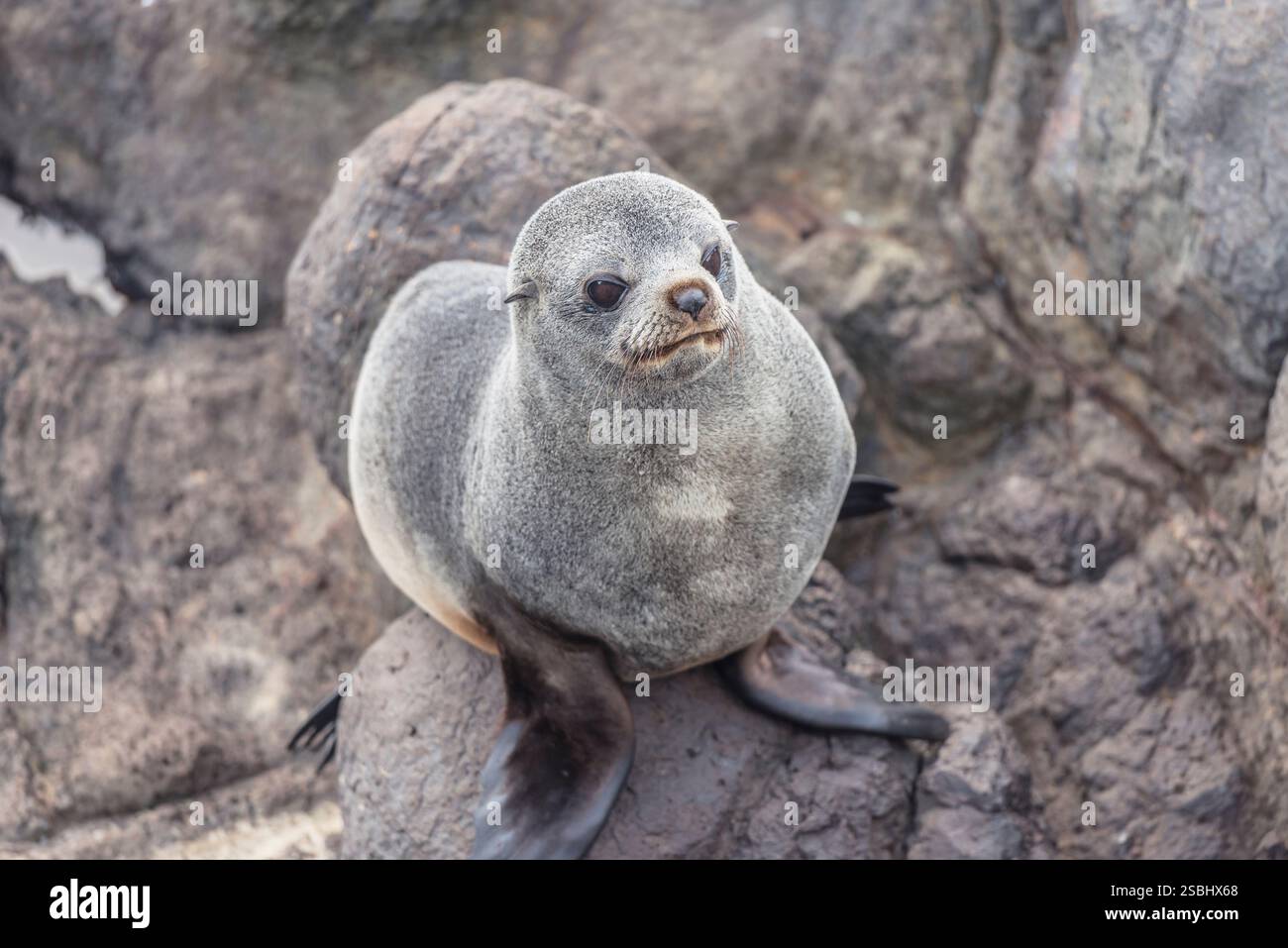 New Zealand Fur Seal (Arctocephalus forsteri), Otago Peninsula, South Island, Otago, New Zealand, Stock Photo