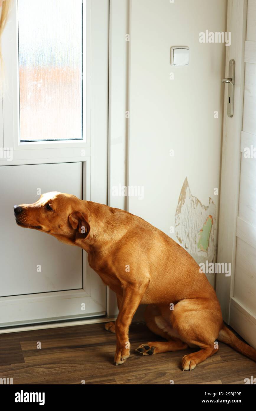Epic Behavior in Brown main image 1