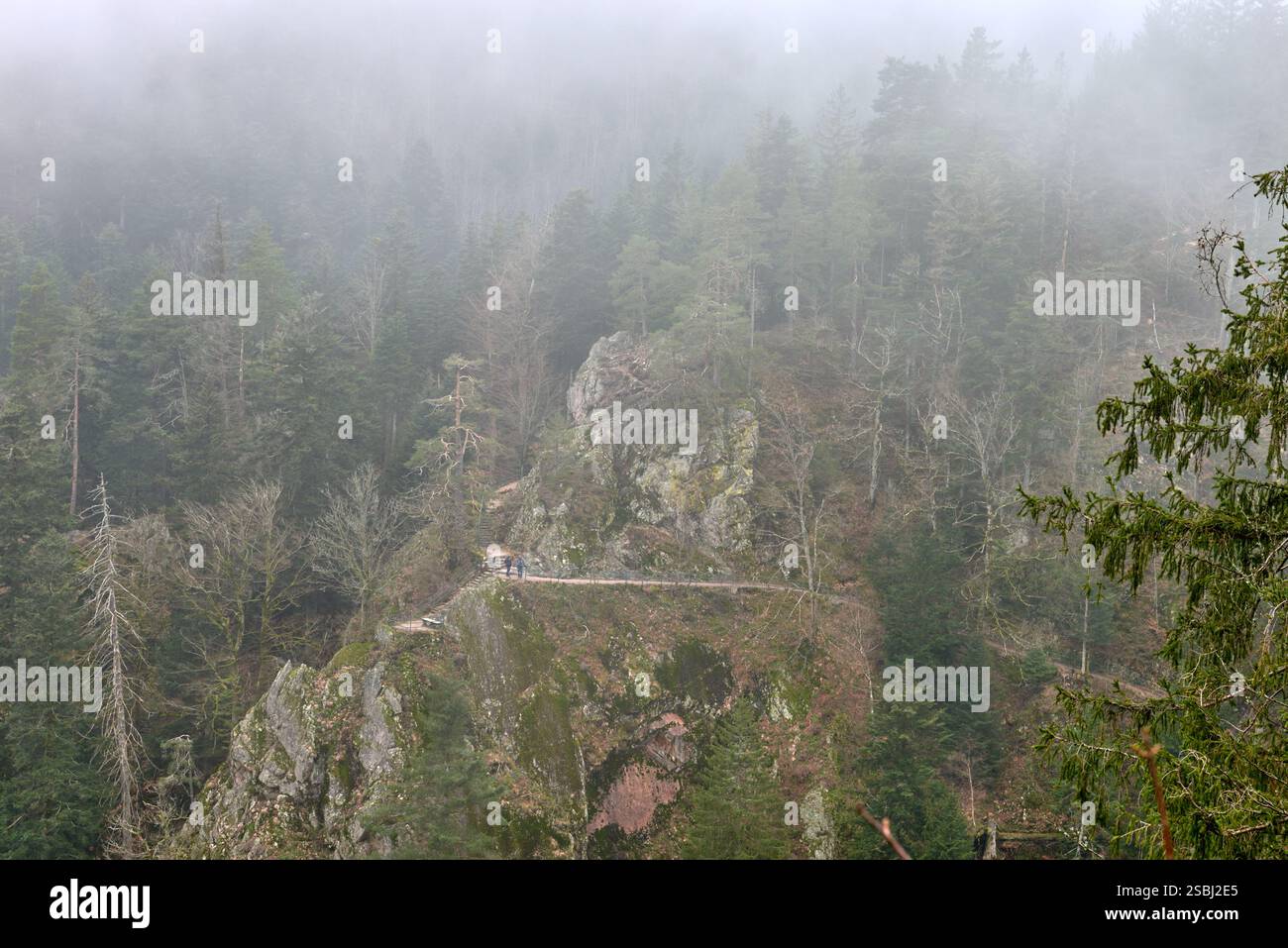 Dramatic foggy mountain landscape with dense evergreen forest and rocky ...