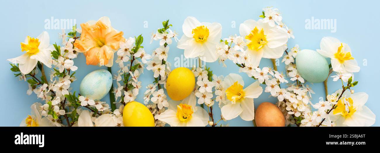 Festive banner with spring flowers and Easter eggs, white daffodils and ...