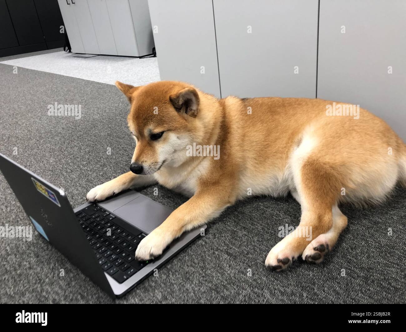Shiba Inu office dog - Smartphone Captured Stock Image
