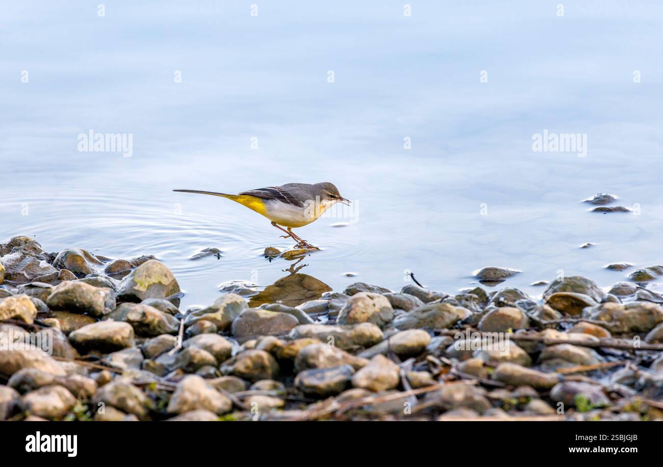 Errandel Insect Small wetland bird hi-res stock photography and images - Alamy