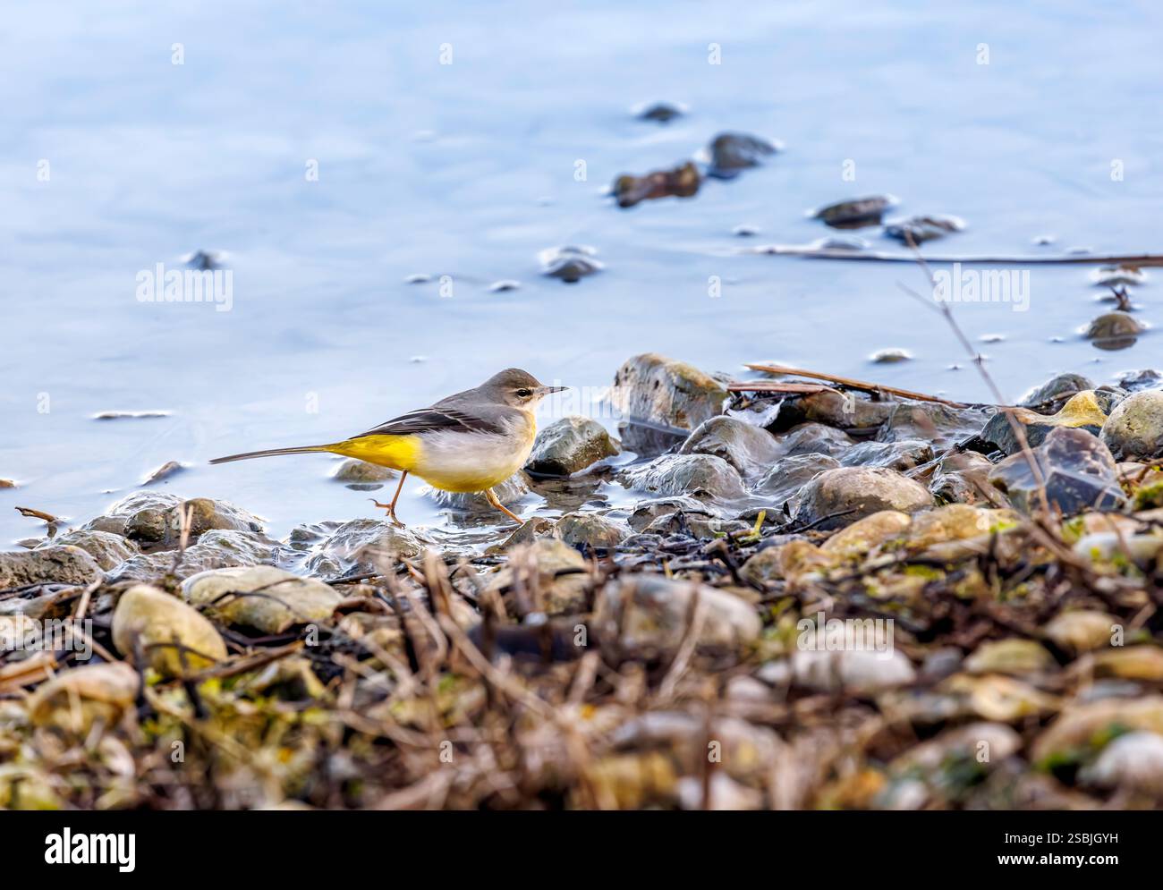 A grey wagtail (Motacilla cinerea) standing at the water's edge at WWT Arundel Wetland Centre, West Sussex, England in winter Stock Photo
