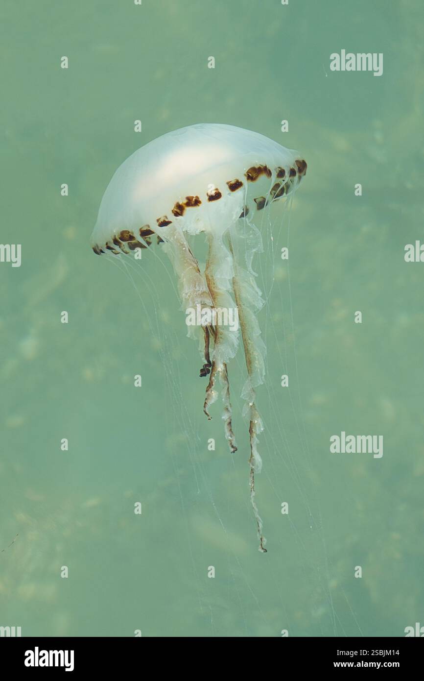 Compass jellyfish, Chrysaora hysoscella, in British waters. Stock Photo