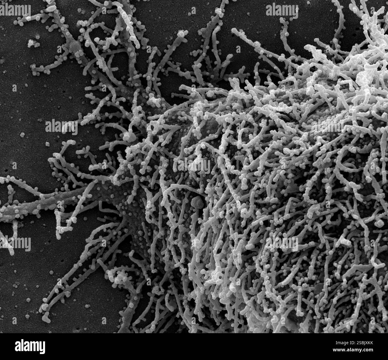 String Virus Single cell structures Black and White Stock Photos & Images - Alamy