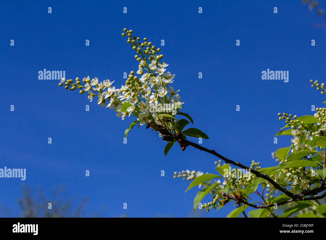 Selective focus photo. Bird cherry tree , Prunus padus blooming. Stock Photo
