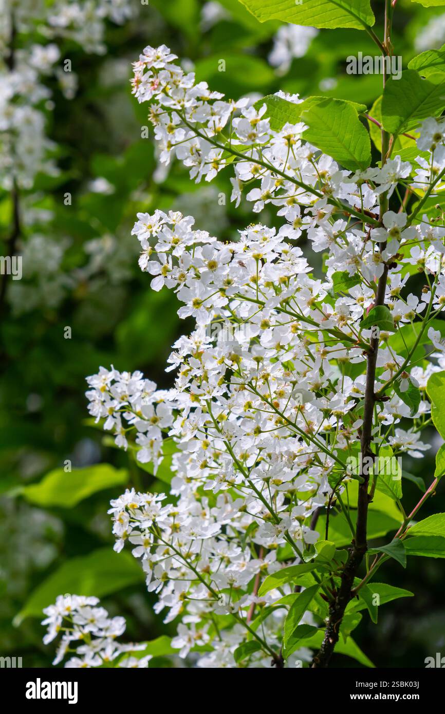 Selective focus photo. Bird cherry tree , Prunus padus blooming. Stock Photo