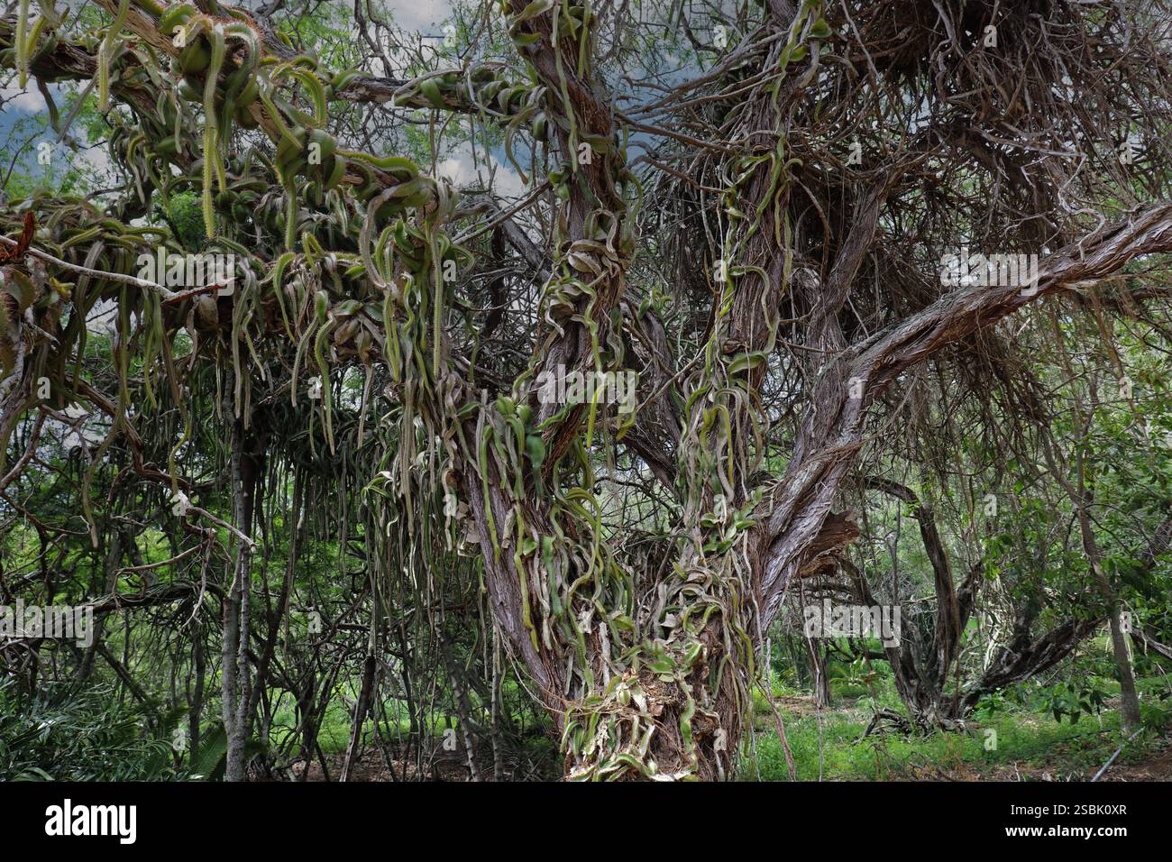 A Dragon Fruit Cactus strangling out a large tree, covering its ...