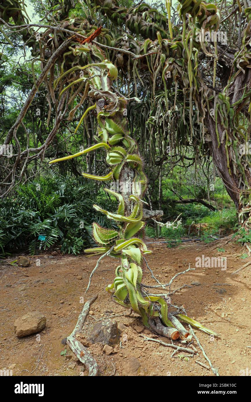 A Dragon Fruit Cactus strangling out a large tree, covering its ...