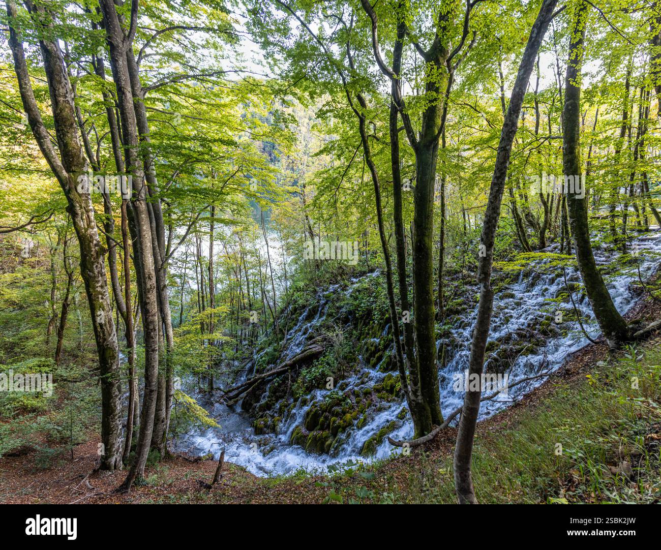 Parque Nacional de los Lagos de Plitvice. Aguas cristalinas fluyen por las distintas laderas del terreno rodeado de árboles. Croacia Stock Photo