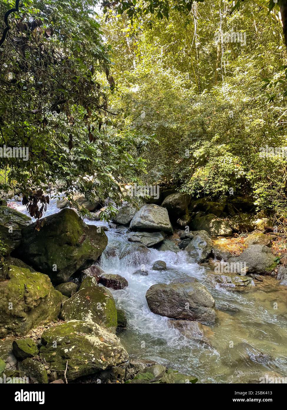 Forest creek - Smartphone Captured Stock Image