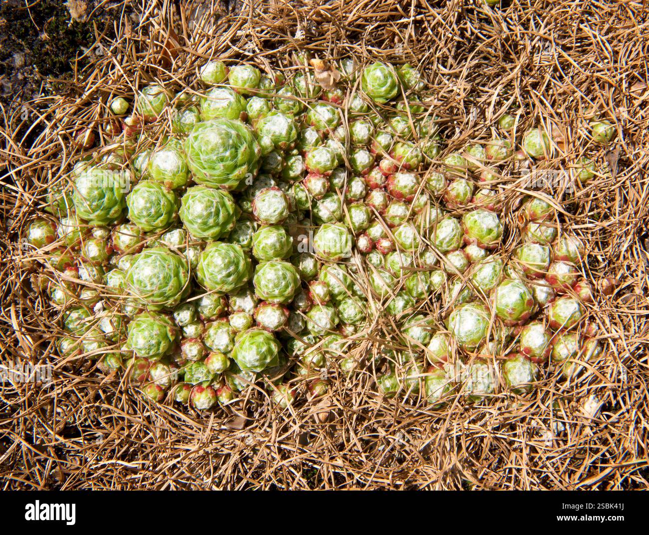 Horizontal Offset Tree Horizontal offsets hi-res stock photography and images - Alamy