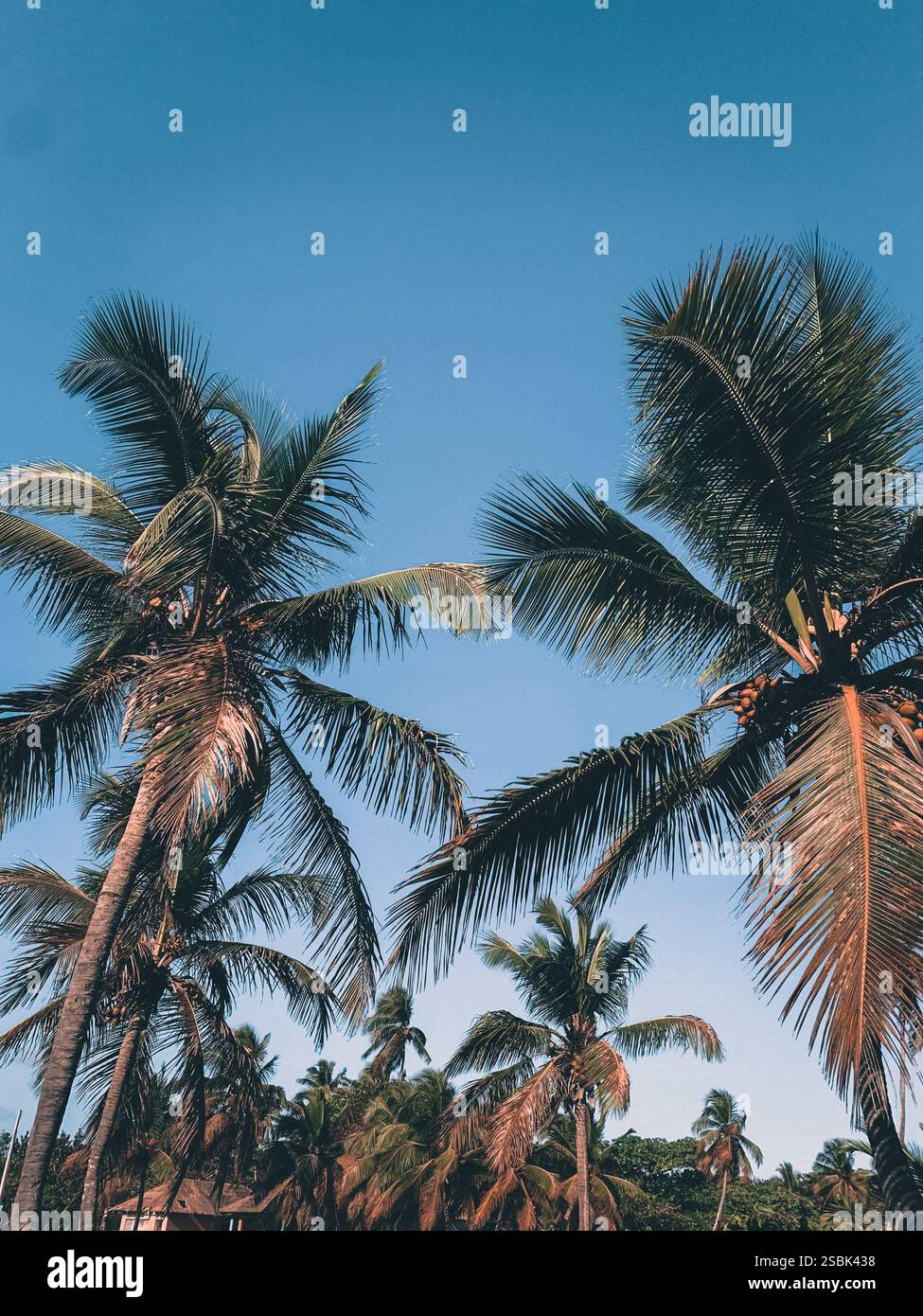 coconut trees in the caribbean - Smartphone Captured Stock Image