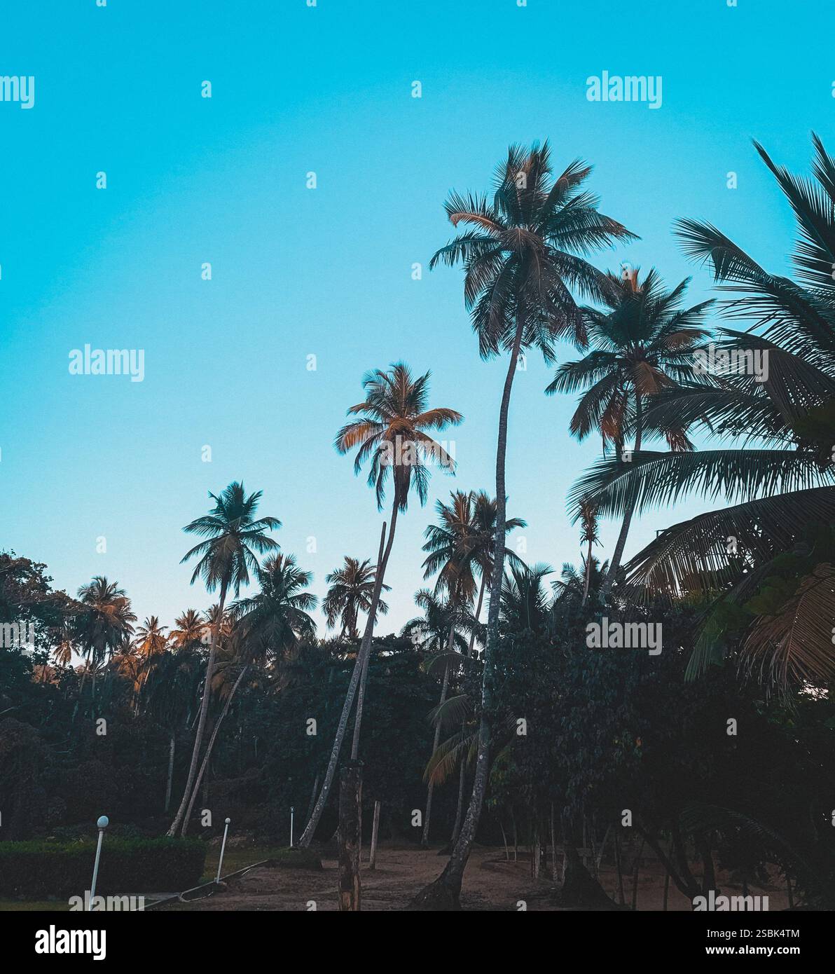 Coconut Trees by the Beachfront - Smartphone Captured Stock Image