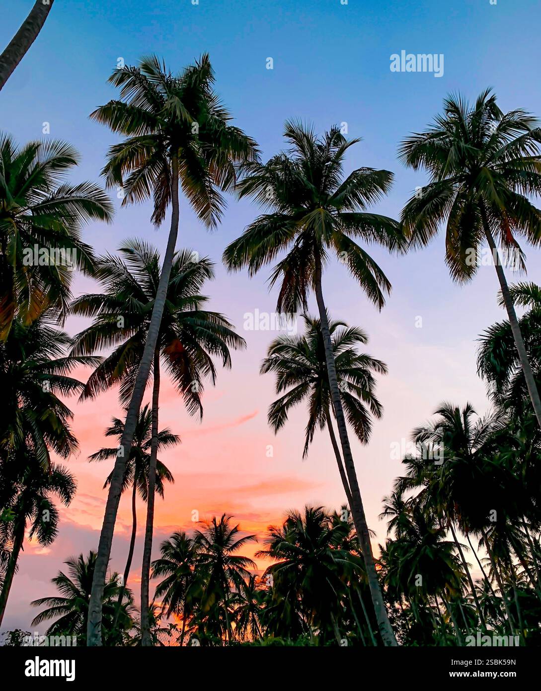 Coconut Palms at Sunset - Smartphone Captured Stock Image