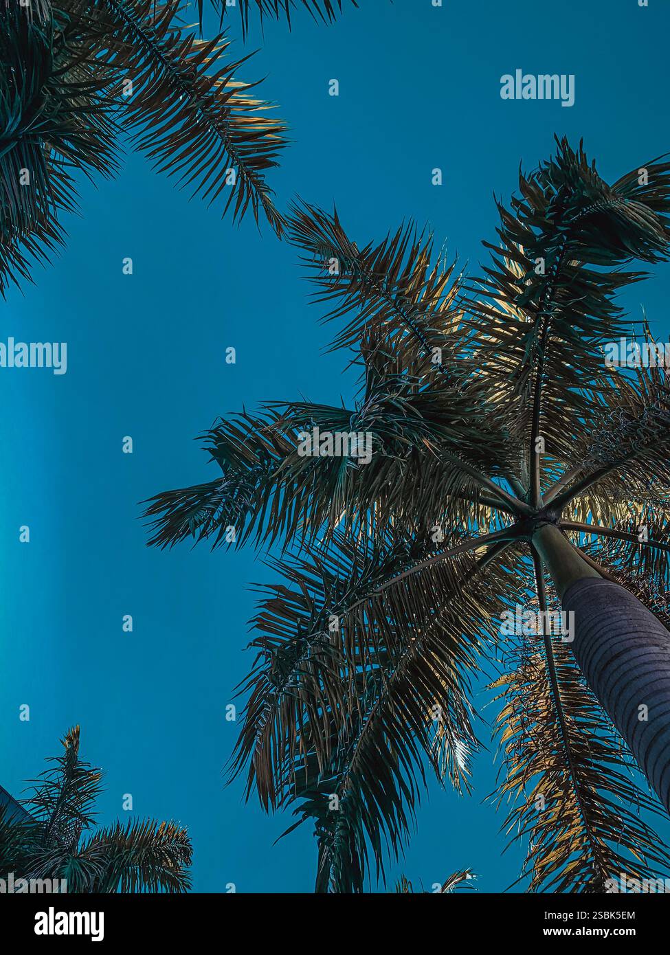 Pam tree - Smartphone Captured Stock Image