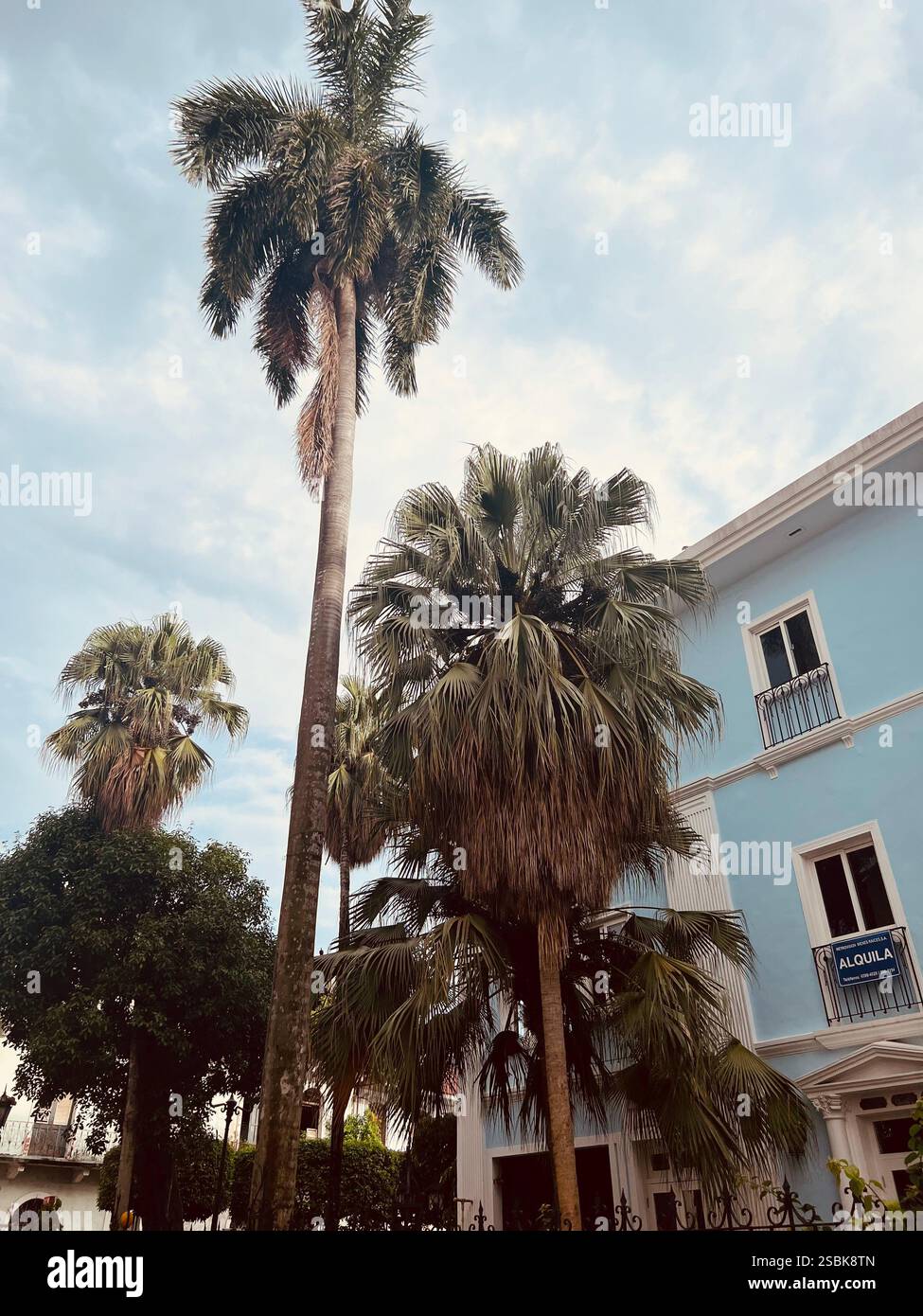 Tall green palm trees swaying in the wind - Smartphone Captured Stock Image
