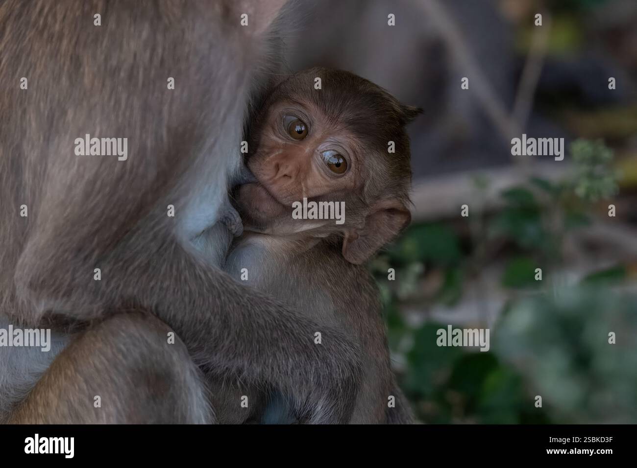 Crab-eating macaque, Macaca fascicularis, Cercopithecidae, Khao Sam Roi ...
