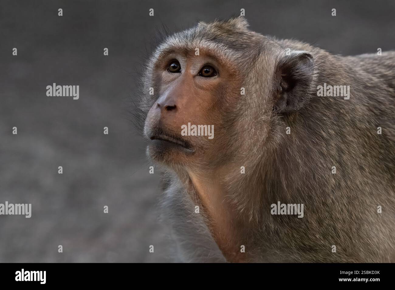 Crab-eating macaque, Macaca fascicularis, Cercopithecidae, Khao Sam Roi ...
