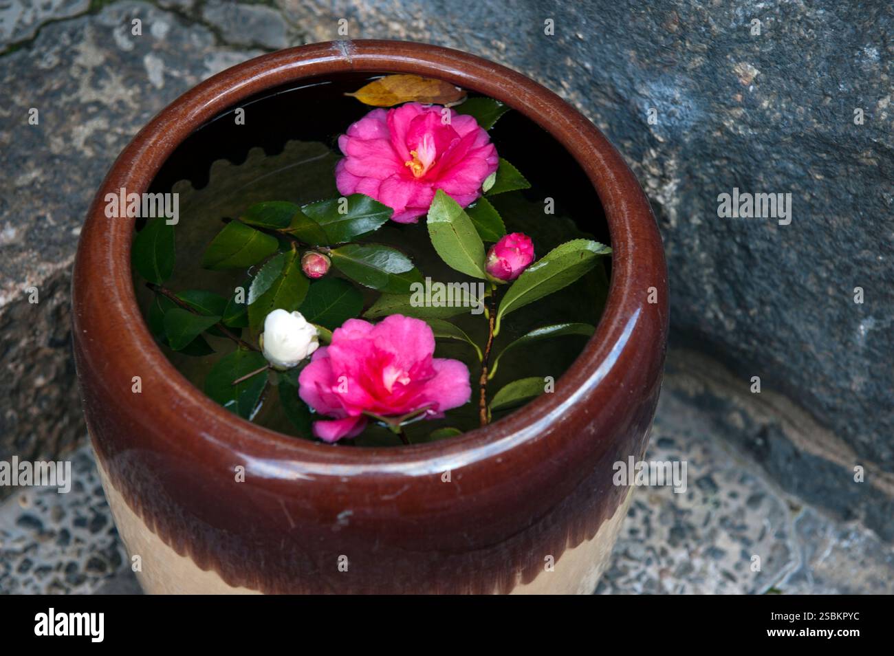 Red flower images hi-res stock photography and images - Alamy