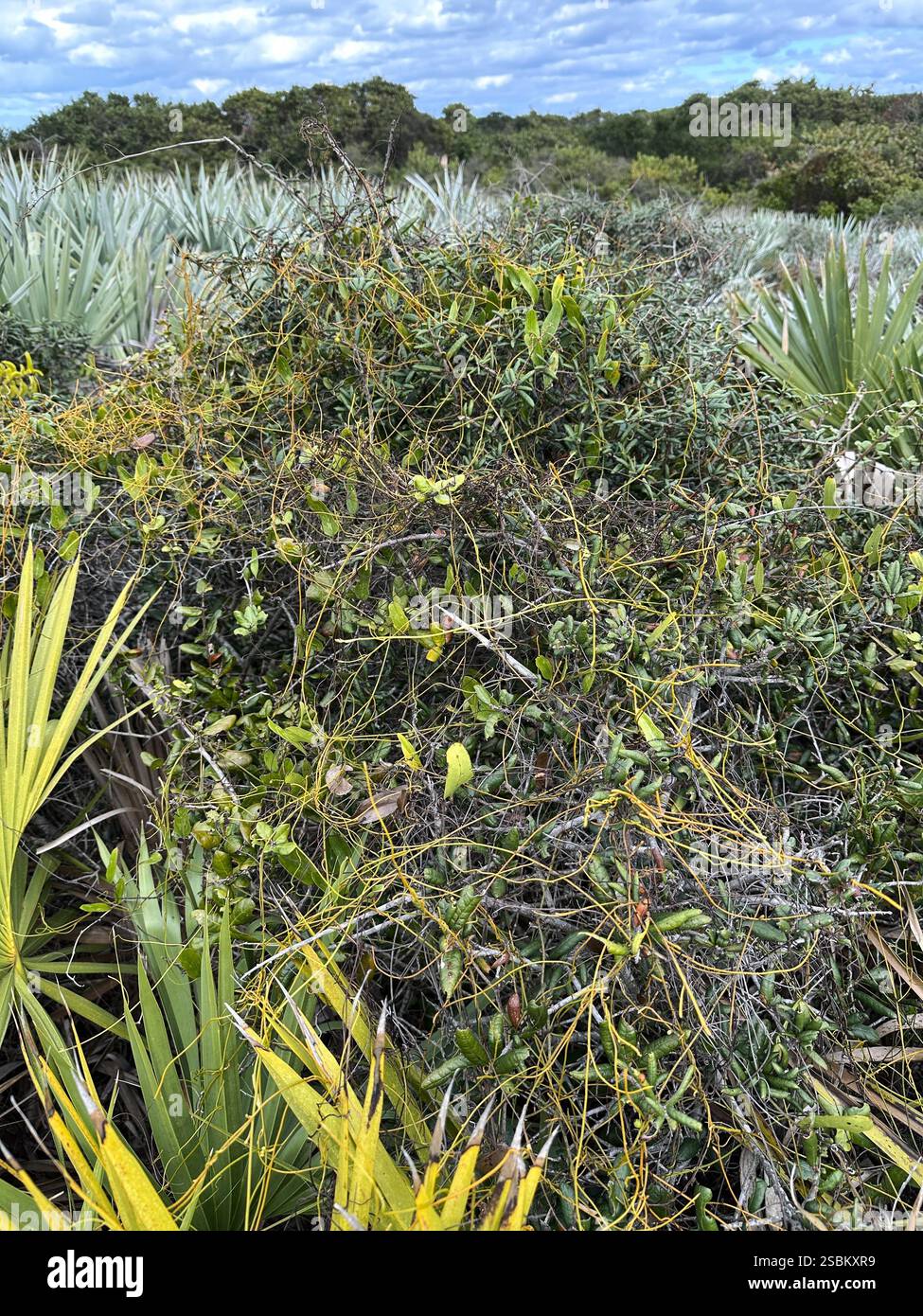 Cassytha Cassytha filiformis - love vine - a parasitic vine, covering parts of ...