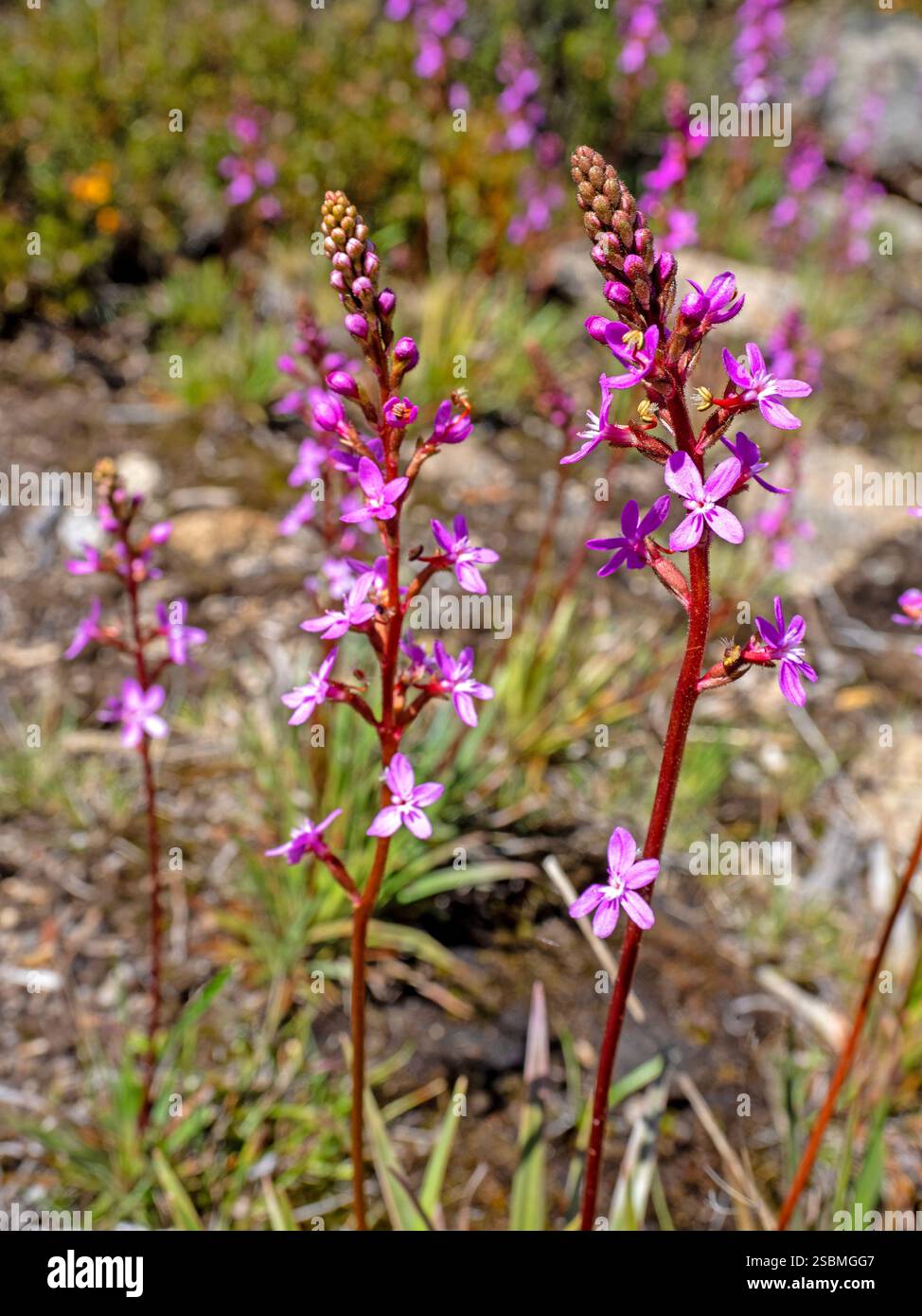Alpine trigger plants (Stylidium montanum) Stock Photo