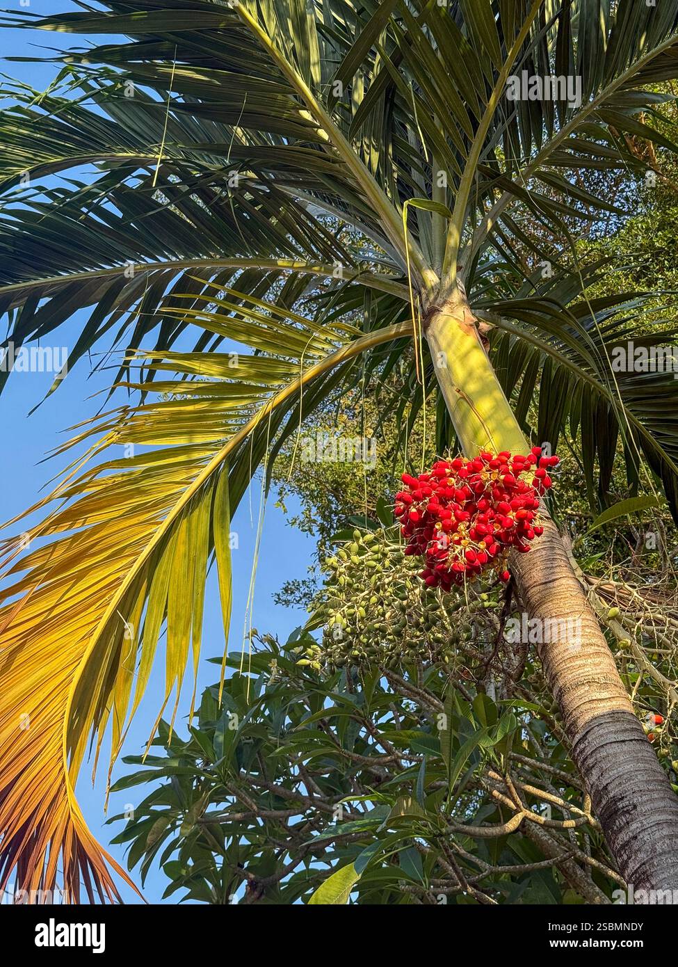 Tropical Palm Tree with Red Fruits Under a Blue Sky A close-up of a tropical palm tree with vibrant red fruits hanging from its trunk, surrounded by l - Smartphone Captured Stock Image
