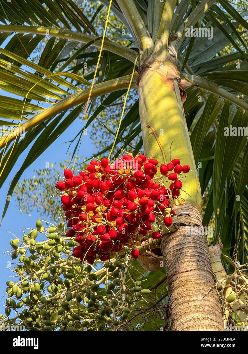 Tropical Palm Tree with Red Fruits Under a Blue Sky A close-up of a tropical palm tree with vibrant red fruits hanging from its trunk, surrounded by l - Smartphone Captured Stock Image