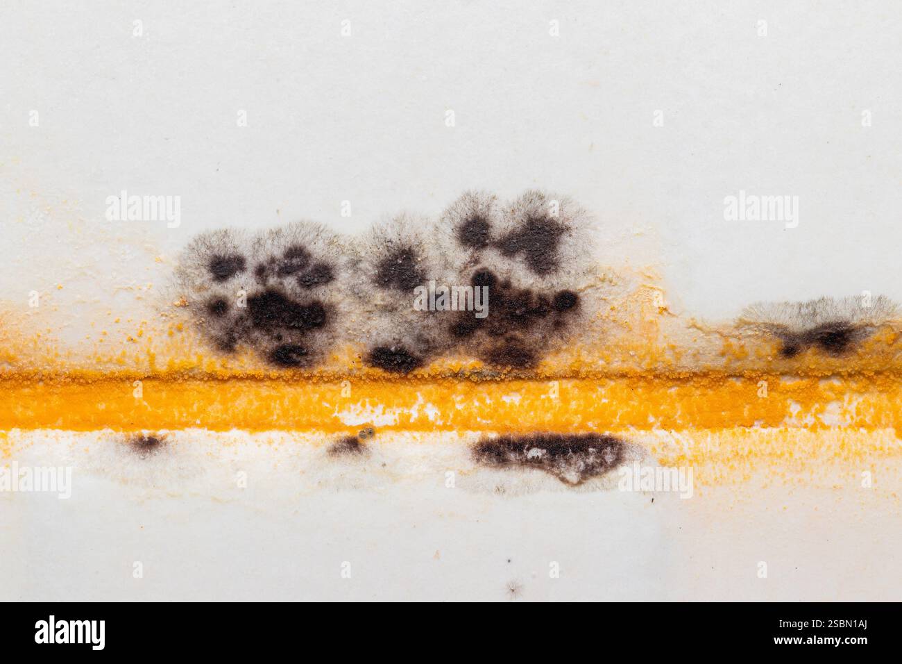 Mycelium network hi-res stock photography and images - Alamy