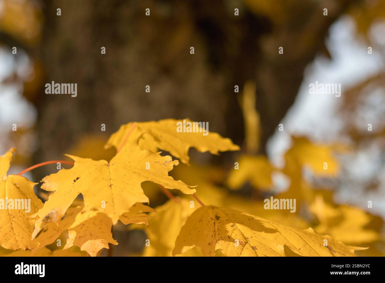 .yellow and brown maple leaves hanging from a tree while another tree is visible in the background. Stock Photo
