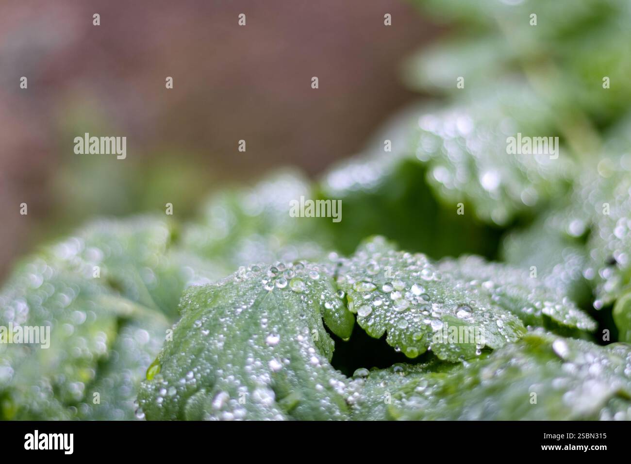 green leaves with water drops on a dark background. Stock Photo