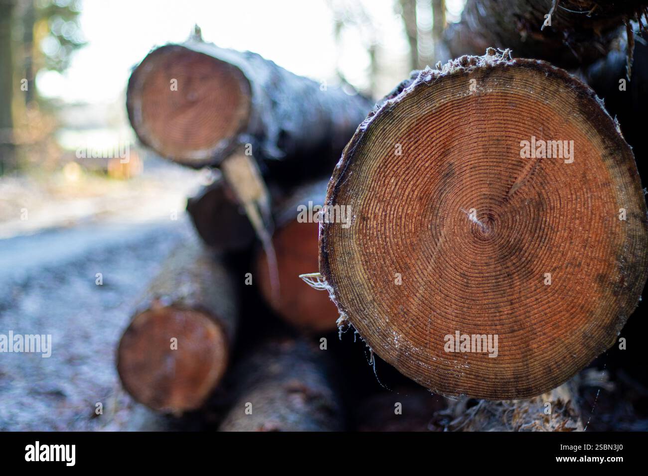 Close up of log trunks pile. Sawn and marked trees from the forest  Stock Photo