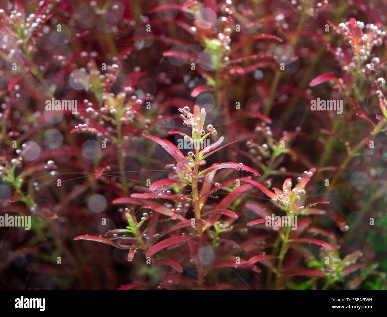 Office Decoration With Aquatic Plants photo