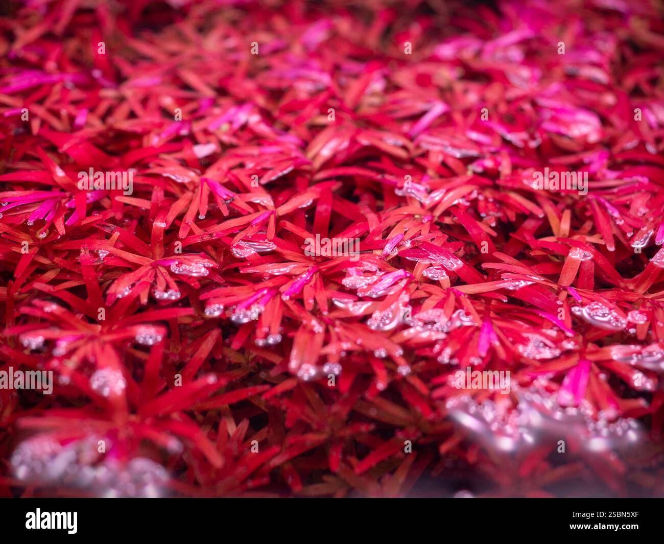 View of Beautiful aquatic plants for decorating aquariums Stock Photo - Alamy