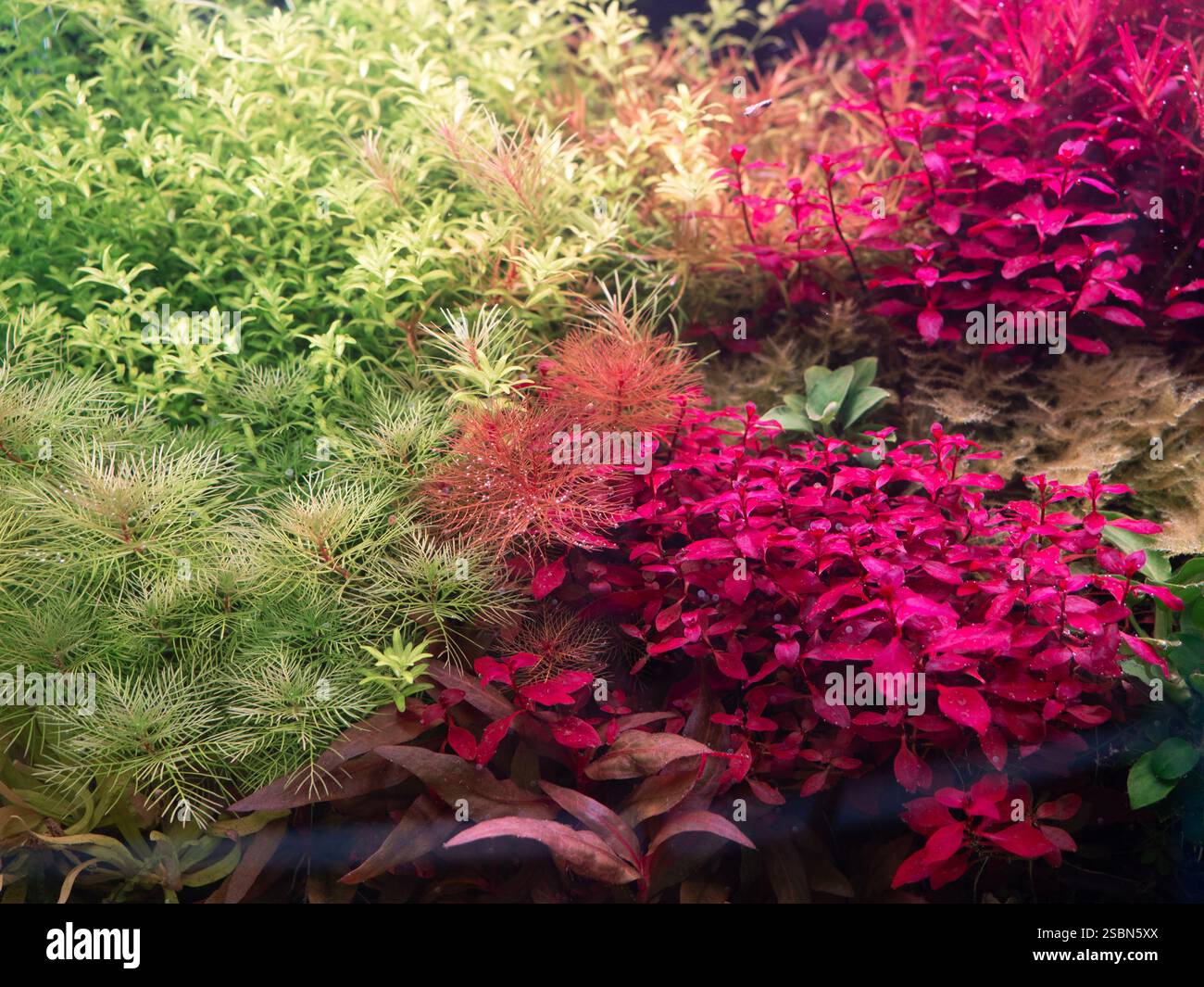 Image showcasing Beautiful aquatic plants for decorating aquariums Stock Photo - Alamy