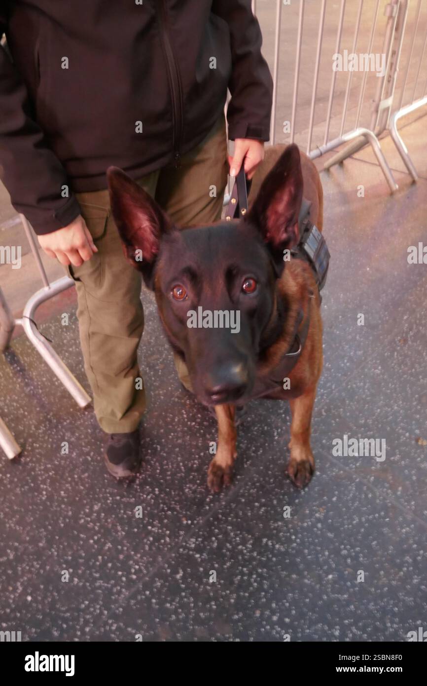 Hollywood, California, USA 3rd February 2025 K9 Dog at Universal