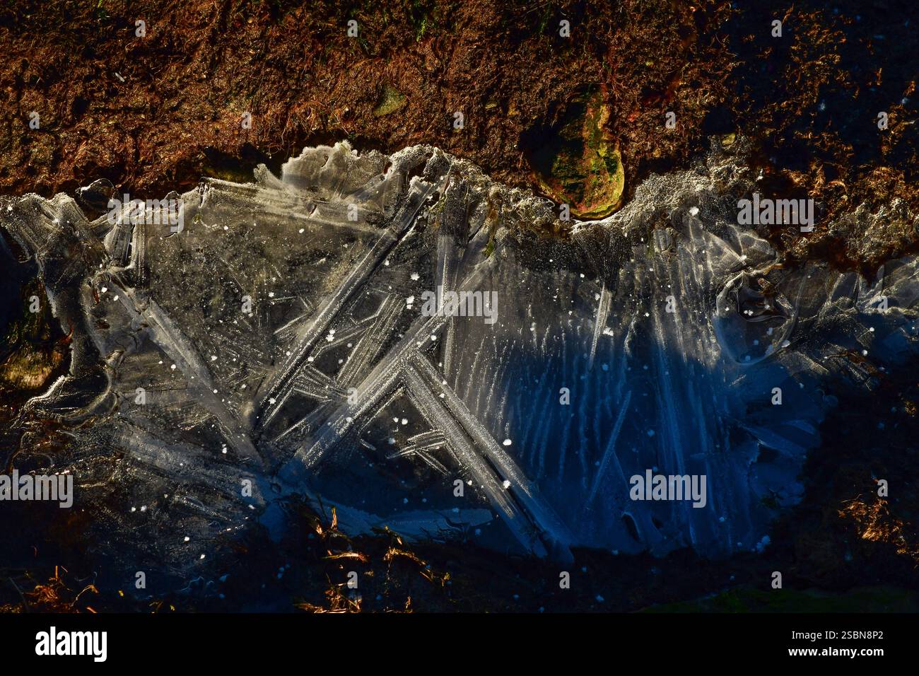 High angle view of seaweeds and rock covered in pretty, thin layer of ice. Half shade and half sun light. Stock Photo