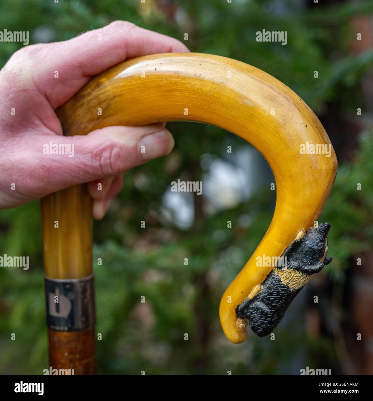 A sheep rams horn that has been carved with a working sheep dog as a decorative handle on a walking tick or shepherd’s crook Stock Photo