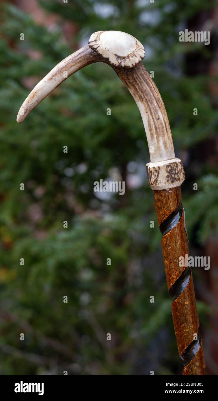 A walking stick, that has a deer antler as the handle Stock Photo